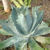 Agave potatorum ©JLcoll.175.jpg